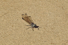 Cordulephya pygmaea