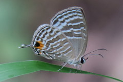 Jamides celeno aelianus