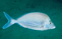 Nemadactylus douglasii