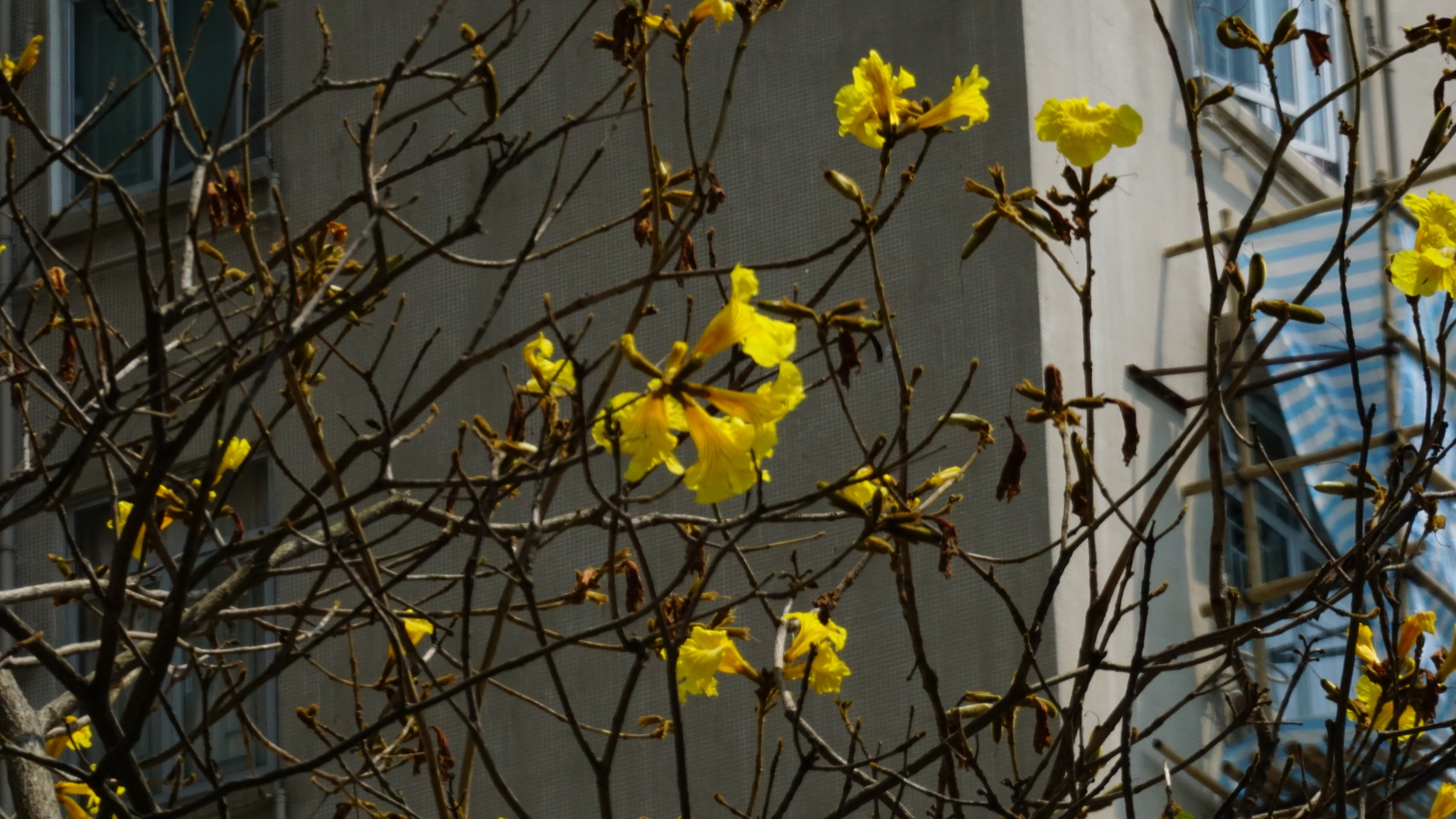Imagem de Ipê-amarelo
