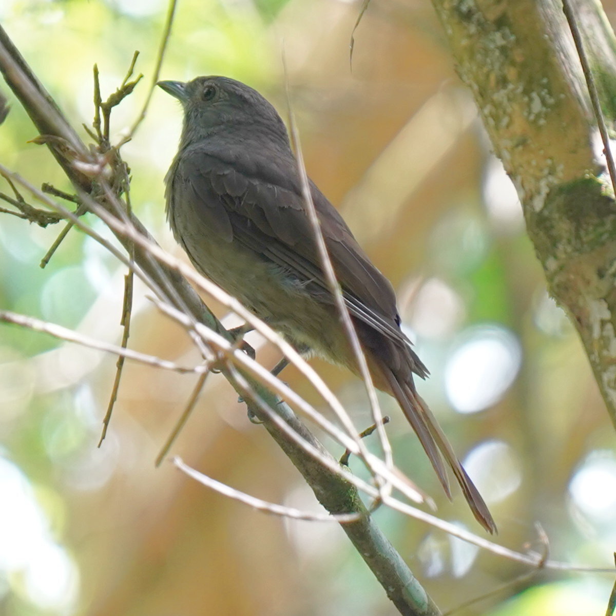 Cinnamon-vented Piha (Lipaugus lanioides), photo 3