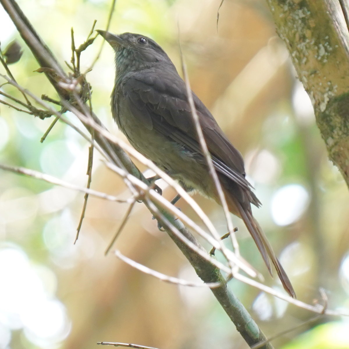 Cinnamon-vented Piha (Lipaugus lanioides), photo 4