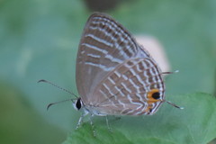 Jamides celeno aelianus