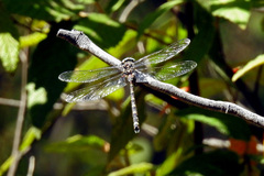 Austroaeschna atrata