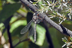 Austroaeschna atrata