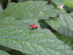 Lilioceris formosana