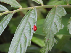 Lilioceris formosana
