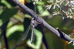 Austroaeschna atrata