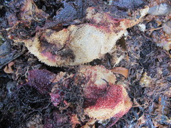 Sarcothalia circumcincta