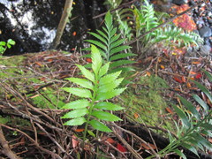 Asplenium scleroprium