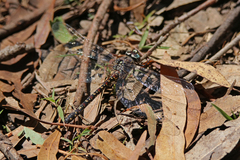 Austroaeschna multipunctata