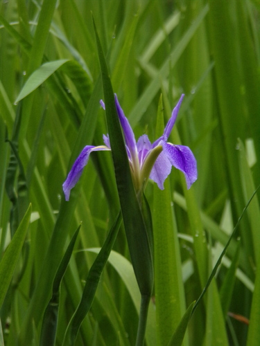 Image of Iris savannarum by no rights reserved