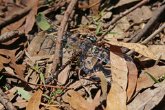 Austroaeschna multipunctata