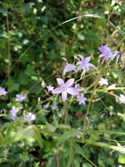 Campanula sparsa sphaerothrix