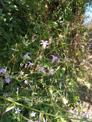 Campanula sparsa sphaerothrix