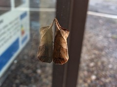 Clostera anastomosis