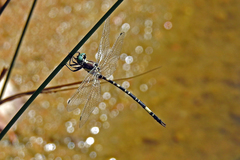 Parasynthemis regina