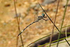 Parasynthemis regina