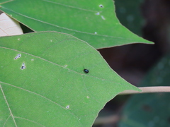 Aphthona formosana