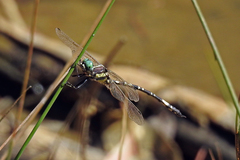 Parasynthemis regina