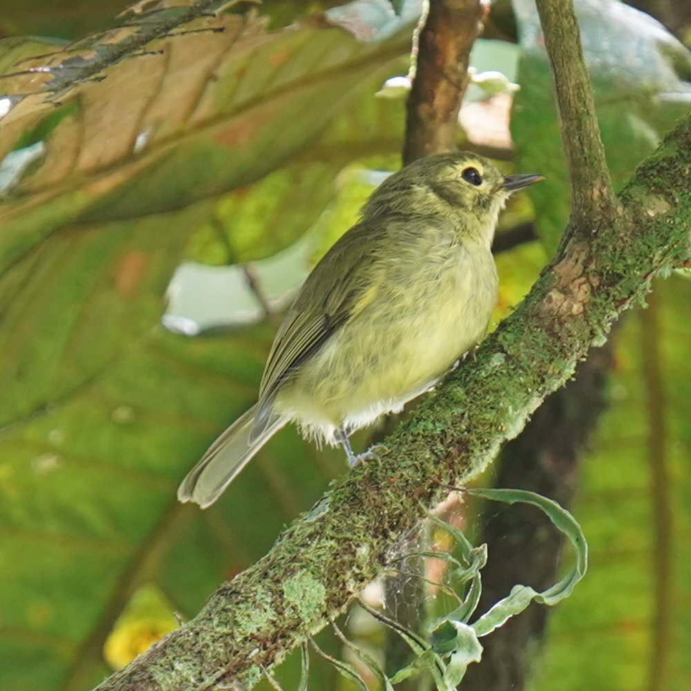 Oustalet's Tyrannulet (Phylloscartes oustaleti), photo 4