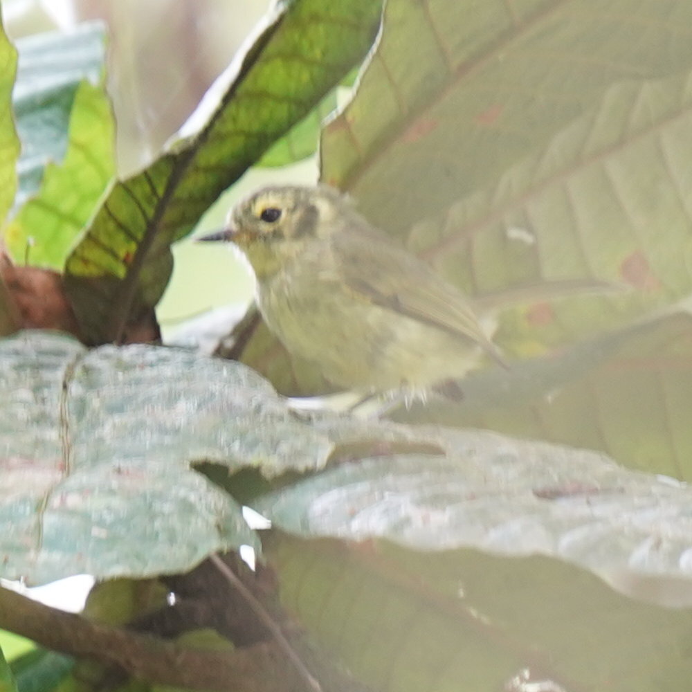 Oustalet's Tyrannulet (Phylloscartes oustaleti), photo 5