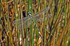 Parasynthemis regina