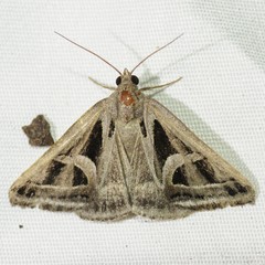 Callistege intercalaris