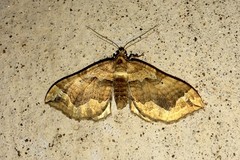 Pelurga comitata