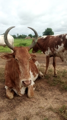 Bos indicus × taurus