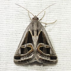 Callistege intercalaris