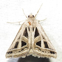 Callistege diagonalis