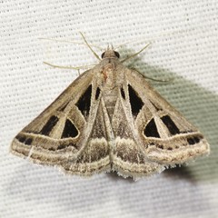 Callistege diagonalis