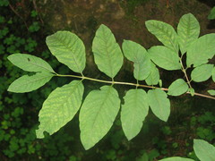 Lonicera nigra