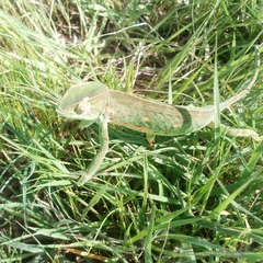 Chamaeleo senegalensis