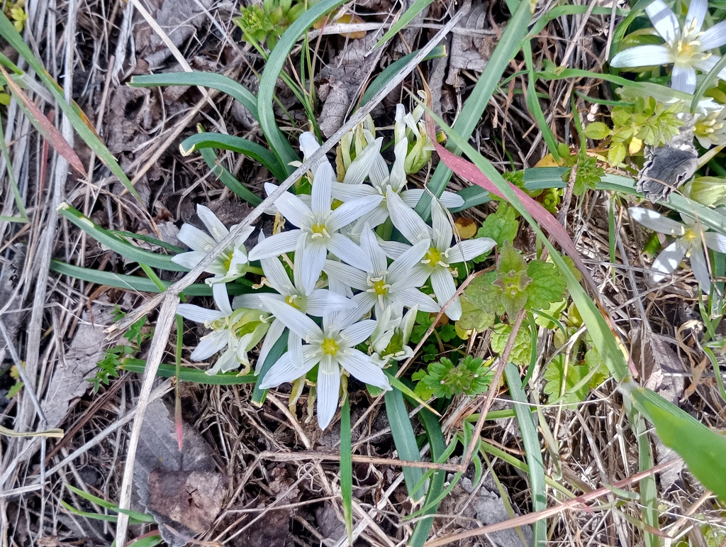 Ornithogalum sigmoideum; photograph (c) mnauky, some rights reserved (CC BY)