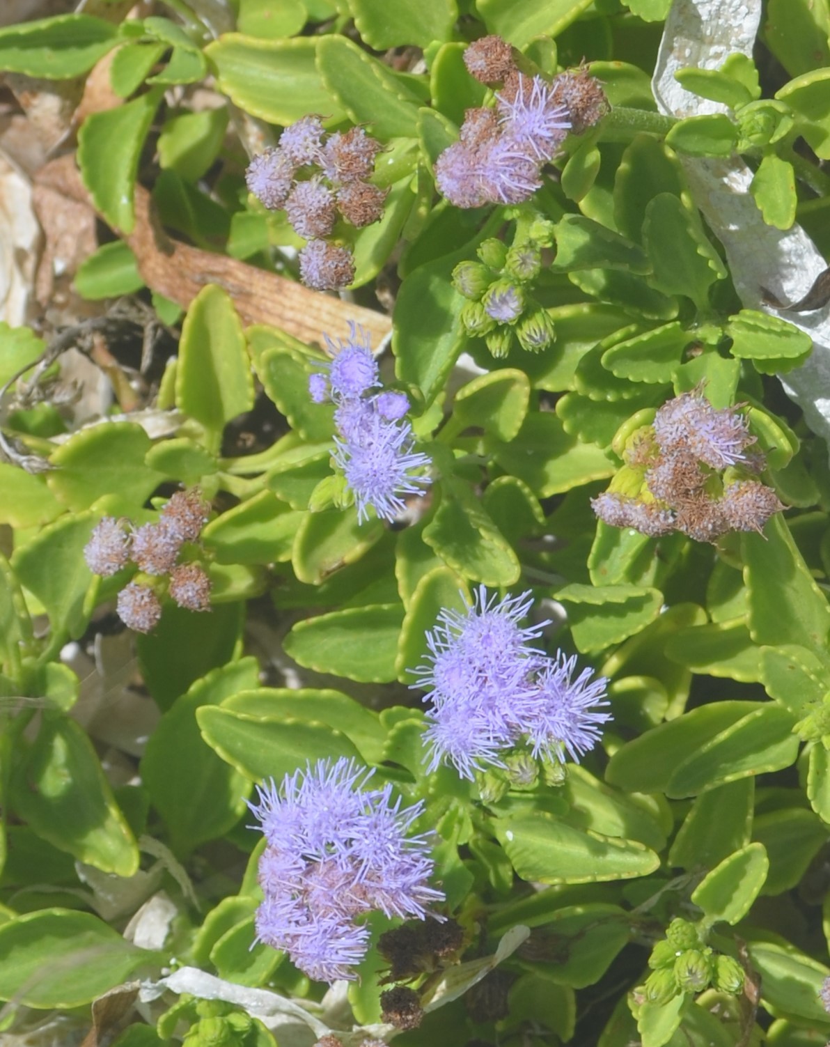 Ageratum maritimum