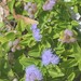 Seashore Ageratum - Photo (c) Donají Graham, some rights reserved (CC BY-NC), uploaded by Donají Graham