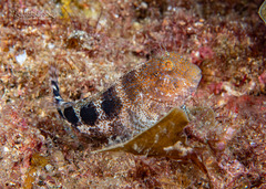 Barred Blenny photo 2