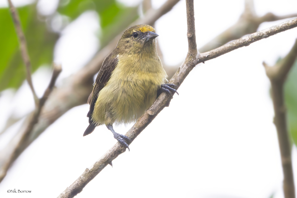 Forest Penduline-Tit (Anthoscopus flavifrons) photo