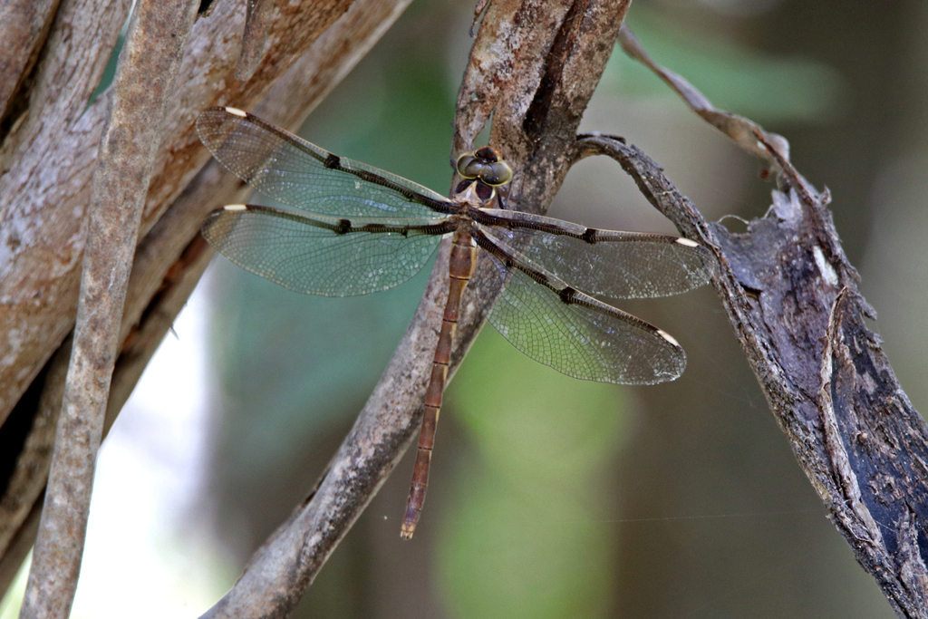 Southern Evening Darner