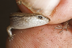 Calyptotis scutirostrum