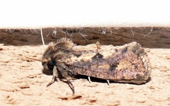 Acrolophus popeanella