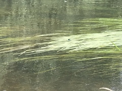 Calopteryx splendens