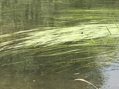 Calopteryx splendens