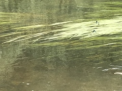 Calopteryx splendens