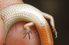 Calyptotis scutirostrum