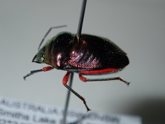 Lampromicra aerea