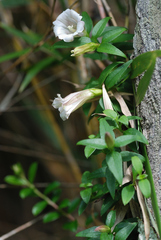 Tripterospermum microphyllum