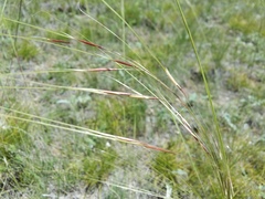 Stipa daghestanica